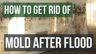 How to Get Rid of Mold After Flooding Guaranteed 4 Easy Steps [upl. by Tattan]