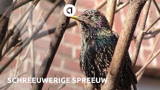 Wild in Nederland schreeuwerige spreeuw [upl. by Suolhcin]