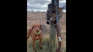 GoPro your Pheasant Hunting with Penny the Vizsla [upl. by Falconer658]