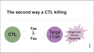 Lecture 6 Presentation T cell at work B [upl. by Neukam86]