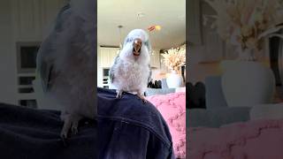 This parrots reaction to bacon pancakes is too cute ❤️ [upl. by Annhoj]