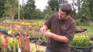 How to Pollinate Sarracenia Flowers [upl. by Ignatius]