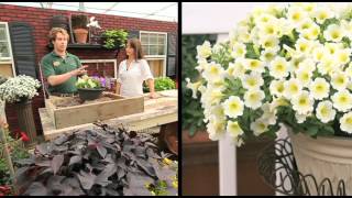 How To Plant A Surfinia Petunia Combination Planter [upl. by Ruenhs]