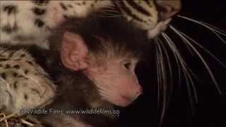 Incredible leopard and baby baboon interaction [upl. by Neumann]