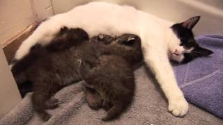 BOBCAT KITTENS adopted by house cat [upl. by Bernardina]