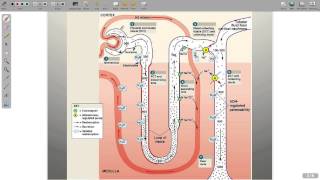 Regulation of Electrolytes [upl. by Nuli]