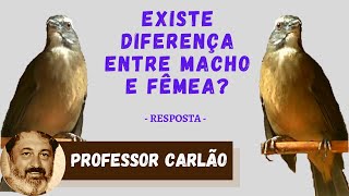 TrincaFerro existe diferença entre macho e fêmea  Resposta aos inscritos  005 [upl. by Asseralc]