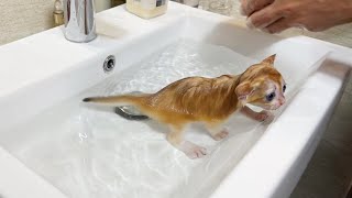 Bathing kittens for the first time  Teddy kittens are fearless and love water [upl. by Hamal]