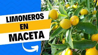 LIMONERO EN MACETA 4 CONSEJOS PARA QUE TE DEN MUCHOS FRUTOS  COMO CUIDAR LIMONERO [upl. by Jar399]