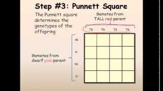 12 Mendelian genetics dihybrid cross [upl. by Avivah]