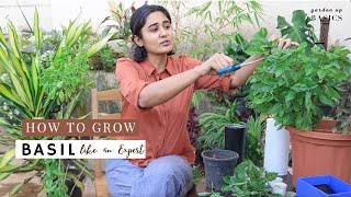 How to Grow Basil at Home  Ep8 Garden Up Basics [upl. by Enimzzaj]