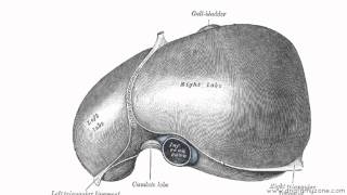 Peritoneal Cavity  Part 2  Ligaments of the Liver  Anatomy Tutorial [upl. by Aridaj]