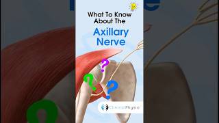 Axillary Nerve anatomy physicaltherapy physiotherapy shoulderdislocation [upl. by Niwred]