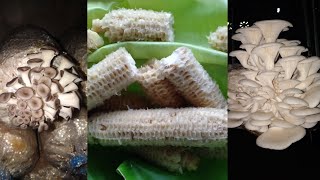 Amazing MUSHROOM SPAWN making using CORN COB [upl. by Esidarap]