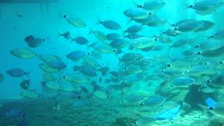 Aqua Age Discovery Scuba Diving  KemerTURKEY [upl. by Adnyleb]