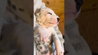 Dalmatian puppy 🐶 sleepwell dalmatian dalmatiandog dalmatia doglovers puppy puppyvideos [upl. by Rainger969]