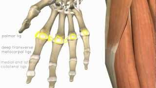 Wrist and Hand Joints  3D Anatomy Tutorial [upl. by Hendrick]