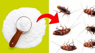 Ultimate Roach Annihilation 8 Foolproof Ways to Kill Roaches at Home [upl. by Iphlgenia]