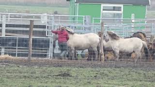 Oostvaardersplassen Konik horses Netherlands killed for the birds and millions subsidies 202023 [upl. by Eillod]