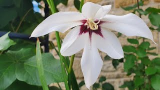 Peacock Orchid  such a welcome late bloomer [upl. by Hcelemile550]