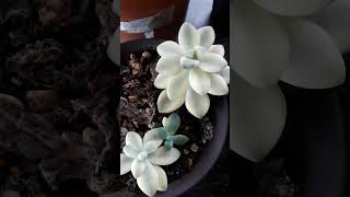 Variegated titubans variegated suculentas succulent plantita [upl. by Zia]