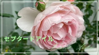 【セプタードアイル5月】Scepterd Isledavid austin rosesデビッドオースチンイングリッシュローズバラベランダ [upl. by Teddie]