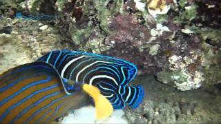 Koran Angelfish Pomacanthus Semicirculatus  AquaFishVietcom [upl. by Neely20]