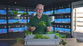 🌱 Hoe snoeit u uw aquariumplanten op de juiste manier l Heems TV  Vlog 2 [upl. by Nitsirhc]