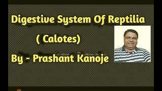 Digestive System Of Reptilia Calotes l Dynamic Studies l By Prashant Kanoje [upl. by Dressel825]