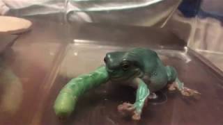 Whites Tree Frog Pukes Up Hornworm [upl. by Hutchins]