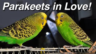 Parakeets Budgerigar Budgie Sex Making Love Mating Coitus Copulation Procreation Intercourse [upl. by Knight579]