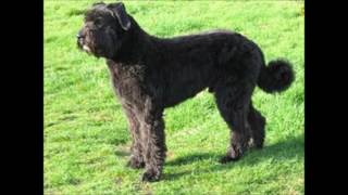 bouvier des flandres [upl. by Sandie]