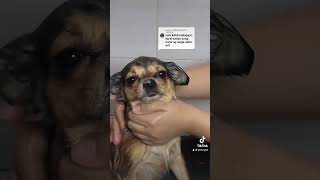 Answered Comment Cassiel Pet 2in1 Shampoo 2024 furbaby trending [upl. by Spearman]