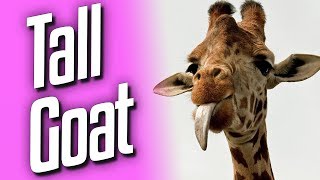 Tall Goat Goat Sim 6 [upl. by Hsivat]