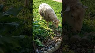 Morning snackies sheep snack shenanigans farmlife [upl. by Diver]