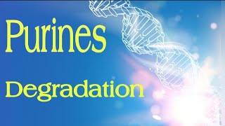 Purines Degradation  Lecture 6 [upl. by Niven301]