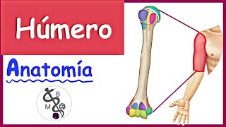 Anatomía del HÚMERO  Explicación Fácil y Dinámica [upl. by Lleznov]