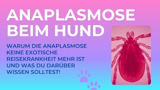 Anaplasmose beim Hund  Leider keine Seltenheit mehr in Deutschland Was solltest du darüber wissen [upl. by Chiaki826]