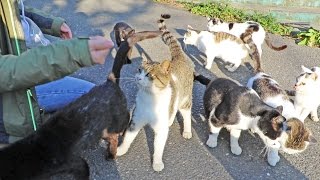 Japans Cat Island  Cat Attack [upl. by Aisila]