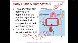 Homeostasis Negative and Positive Feedback Loops Clotting [upl. by Ramburt]