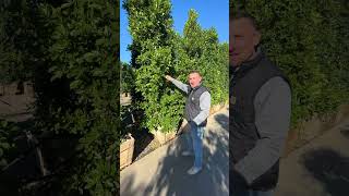 Nursery Pros Pick Their Favorite Hedge For Privacy [upl. by Pete260]