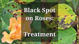 Black Spot Roses Treatment [upl. by Stella]