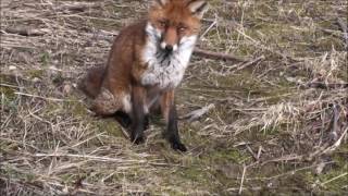 A Jack Russell Terrier meets a Fox [upl. by Philo]