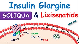 Soliqua 10033  Insulin glargine and Lixisenatide injection [upl. by Tansy981]