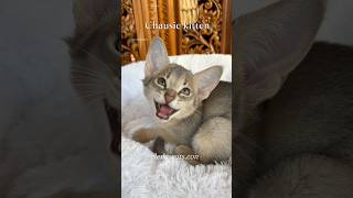 Chausie boy 🤩❤️ chausiecat chausiekitten чаузи [upl. by Yelyk]