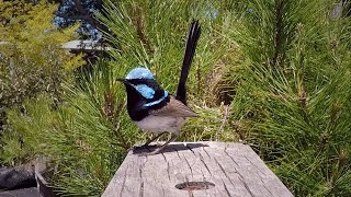 Blue Wren Superb Fairywren Nest Building [upl. by Doerrer]