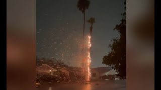 Palm tree catches fire after being struck by lightning in Arizona [upl. by Nayve]