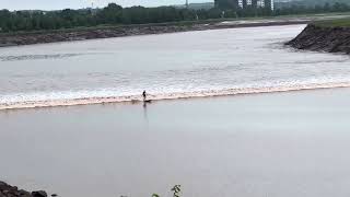 Tidal bore surfing on the Petitcodiac River  Moncton July 7 2024 [upl. by Ssecnirp]