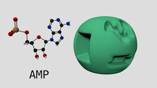 Allosteric Regulation of Phosphofructokinase I [upl. by Rob]