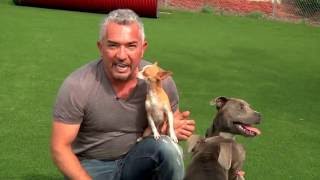 Cesar Millan Explains Little Dogs Playing with Big Dogs [upl. by Eugenio]